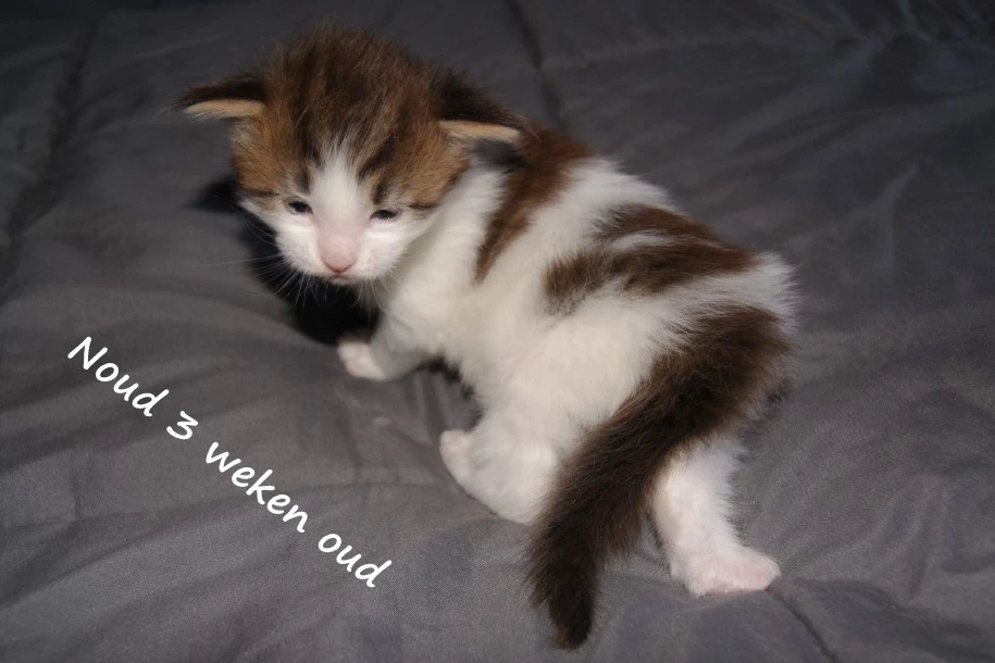 Noud